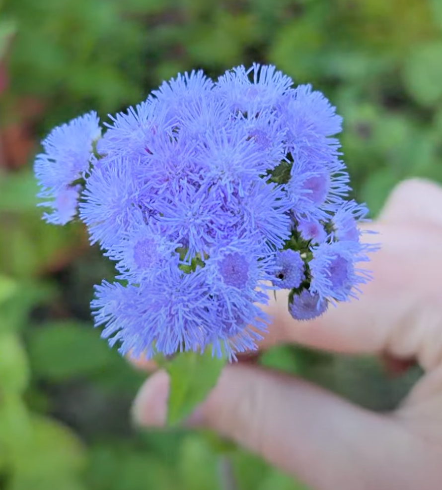 Ageratum (Organic)