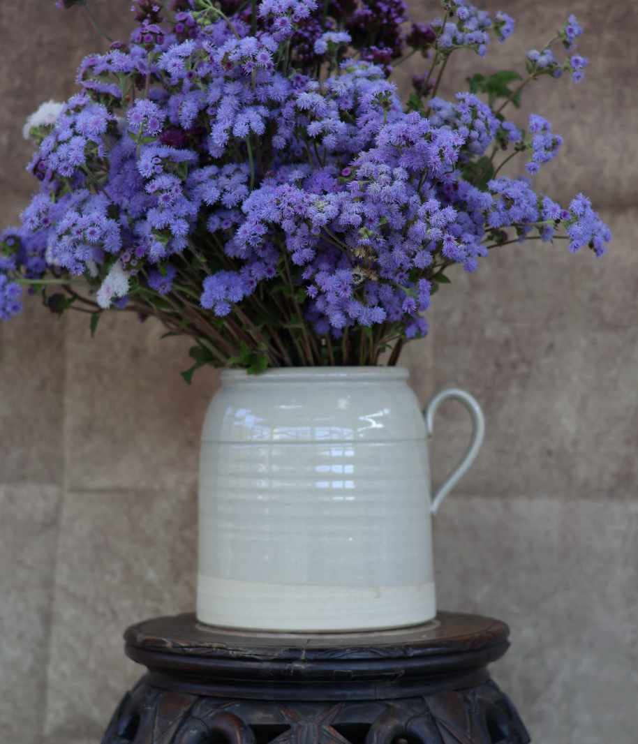 Ageratum (Organic)
