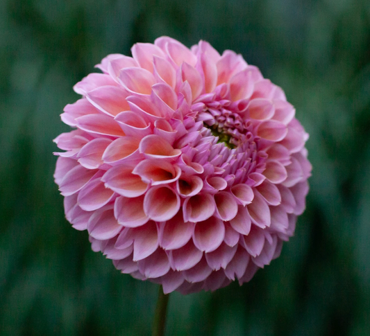 Bracken Rose