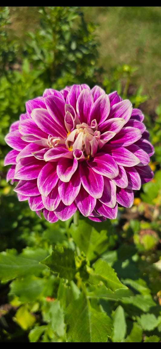 BJ's Dusty Rose