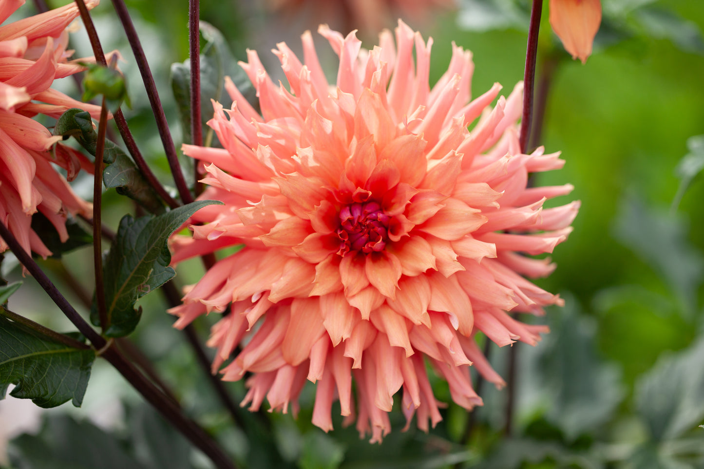Terracotta